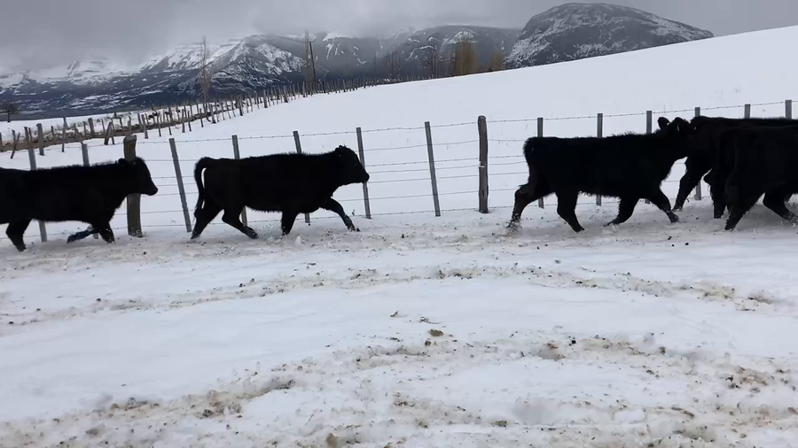 Lote 53 Ternera en Coyhaique, XI Región Aysén