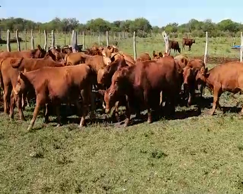 Lote 23 Terneros en Villaguay, Entre Ríos
