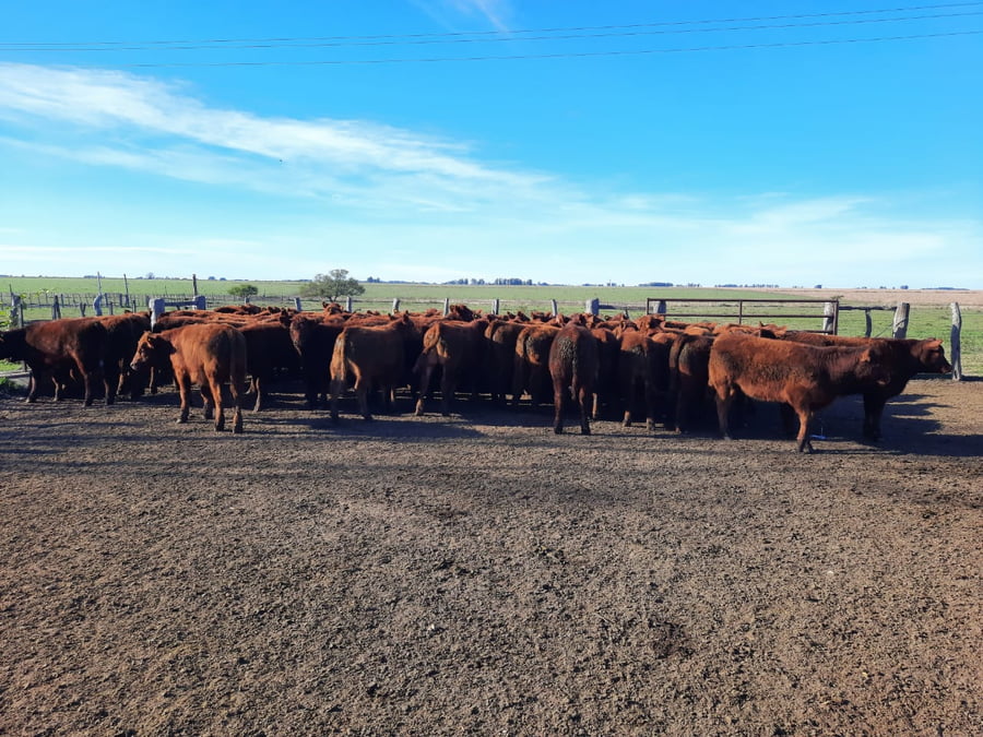 Lote SAENZ VALIENTE, BULLRICH Y Cia. S.A.