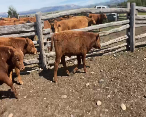 Lote 68 Ternero en XI Región Aysén, Coyhaique