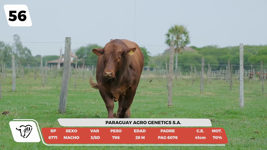 Lote LOTE 56-DE CAMPO