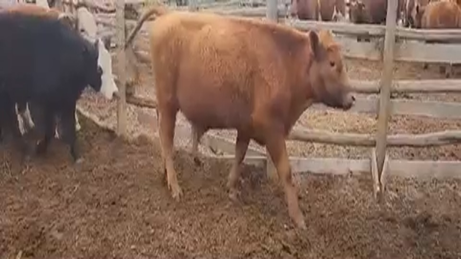 Lote 60 Novillo Engorda en La Ligua, V  Región Valparaíso