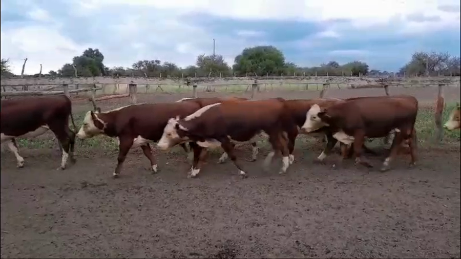 Lote 75 Novillitos en Villaguay, Entre Ríos