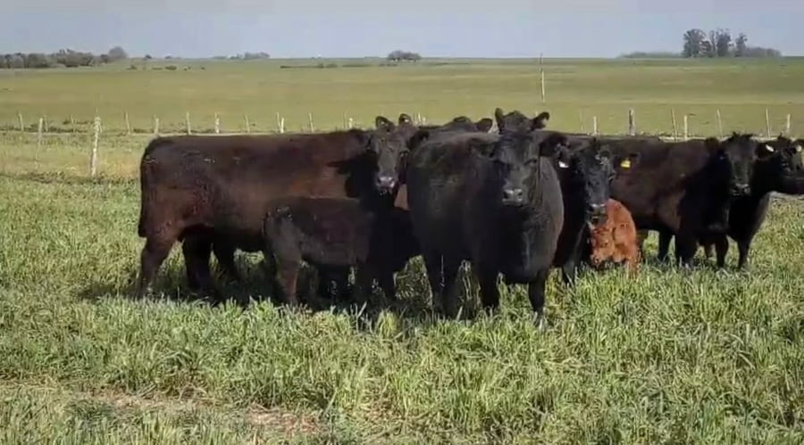 Lote Estancia Ombues