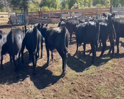 Lote 23 Ternera en Coyhaique, XI Región Aysén