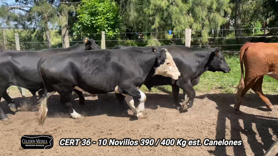 Lote 10 Novillos 1 a 2 años en Canelones