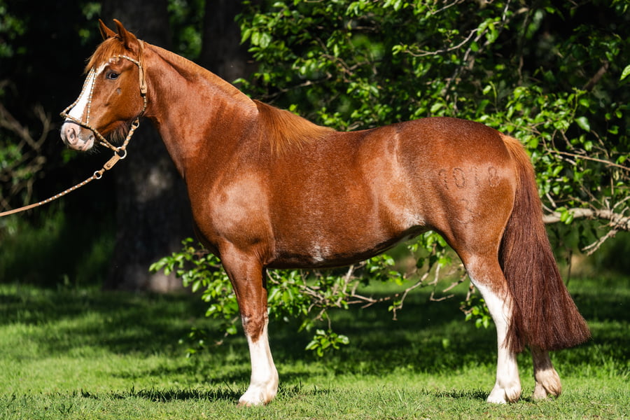 Lote COSCOJERA LIMONADA