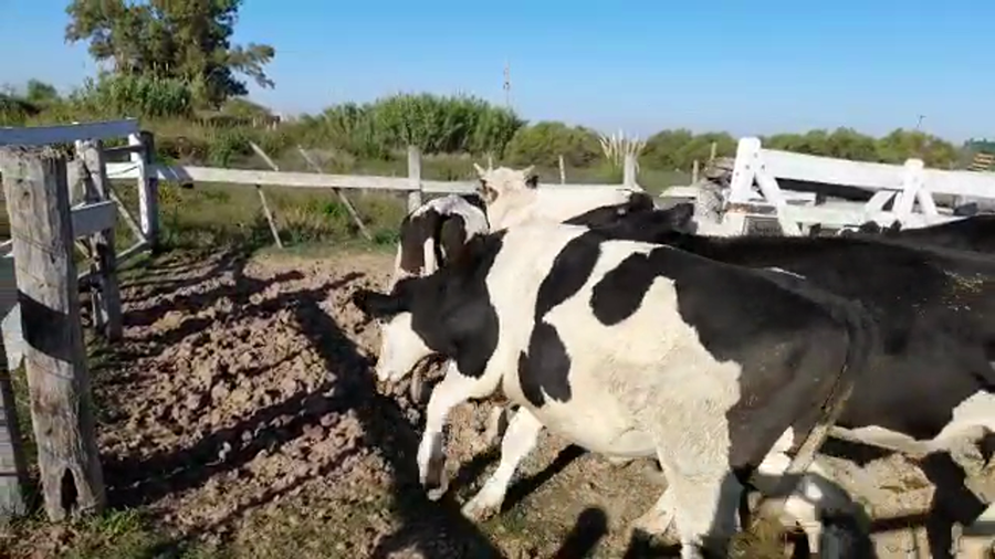 Lote 7 Novillitos en Santa Fe, Sunchales