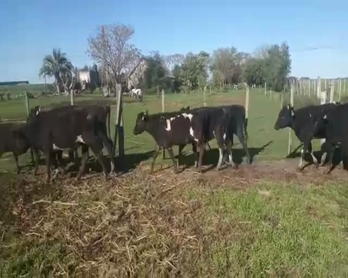 Lote 9 Terneros CRUZAS Y HOLANDO a remate en Pantalla Aniversario 160kg - , San José
