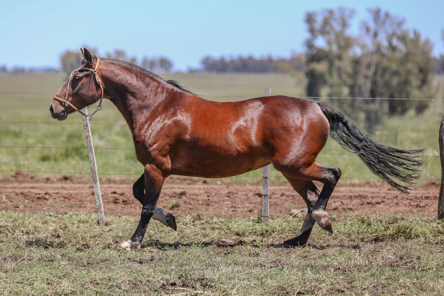Lote DEL SILENCIO ENVIDIADA