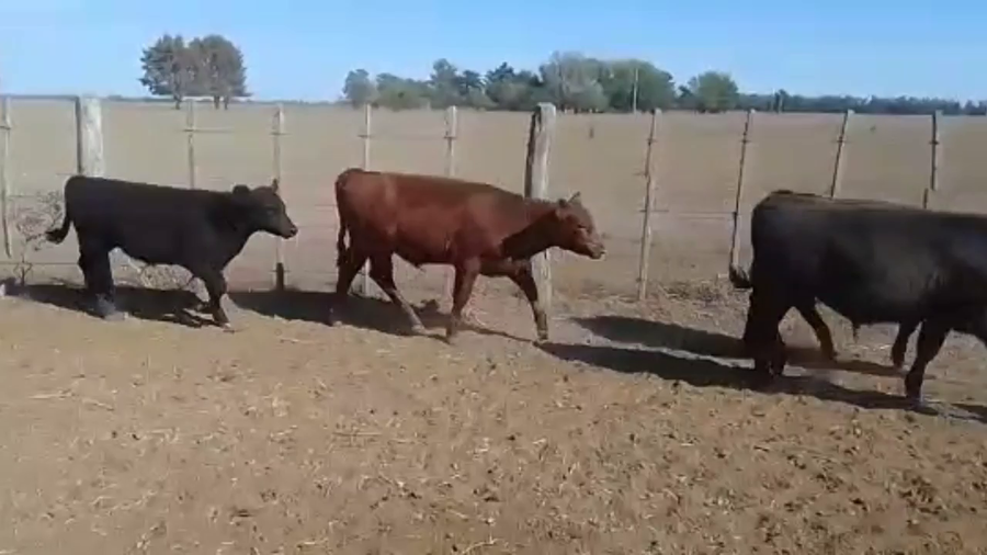 Lote 110 Terneros en Brandsen, Buenos Aires