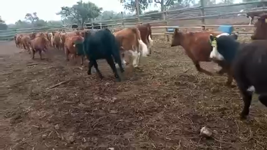 Lote 65 Ternera en Puchuncaví, V  Región Valparaíso