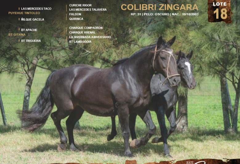 Lote COLIBRI ZINGARA