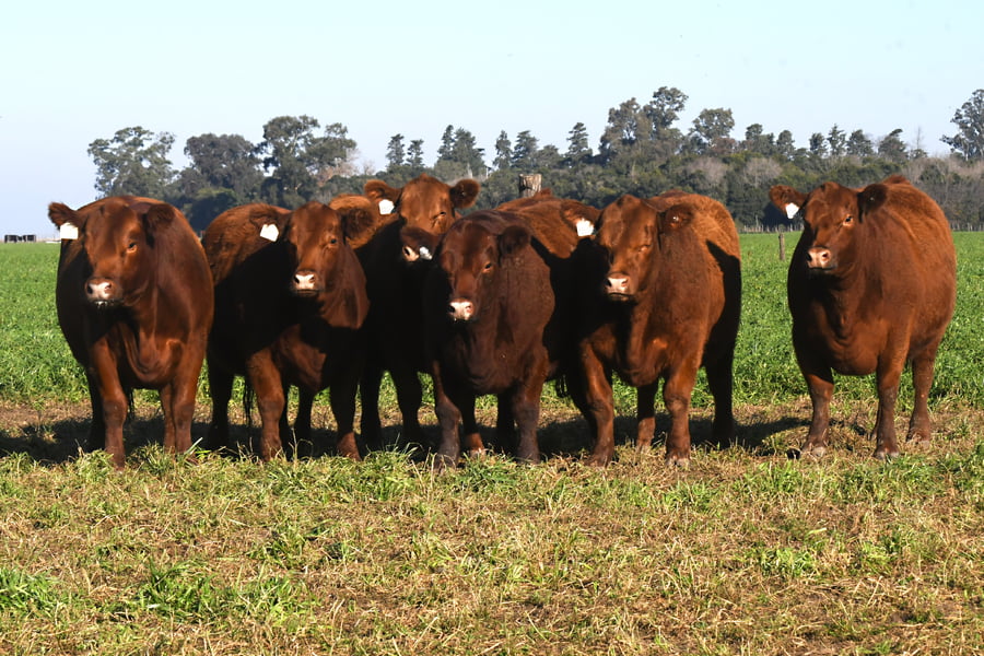 Lote VAQUILLONAS PC PREÑADAS LA PLUMA