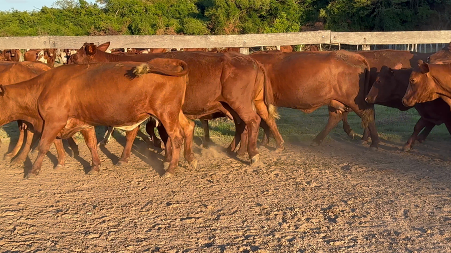 Lote 46 Vacas p/ invernar