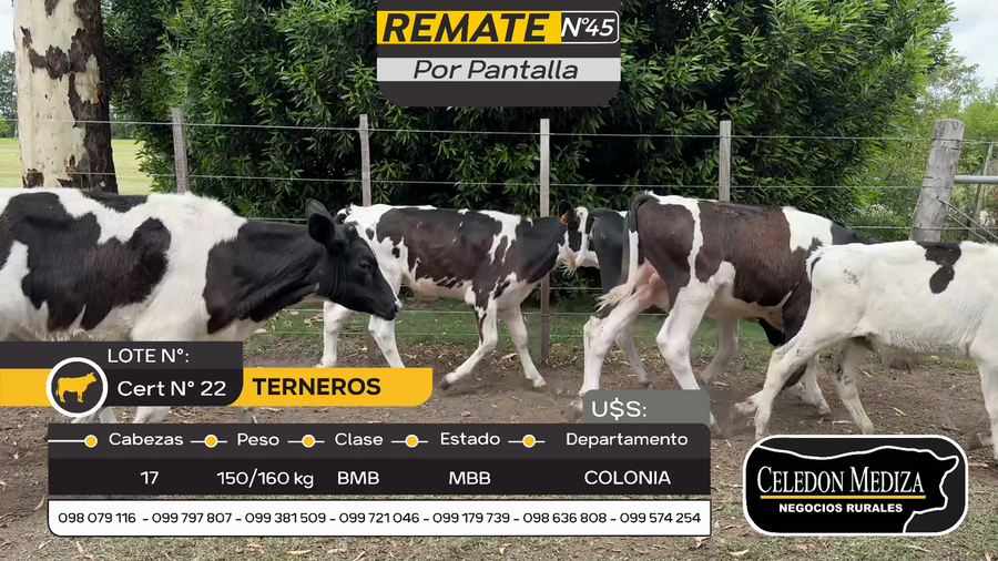 Lote 17 Terneros en Tarariras, Colonia