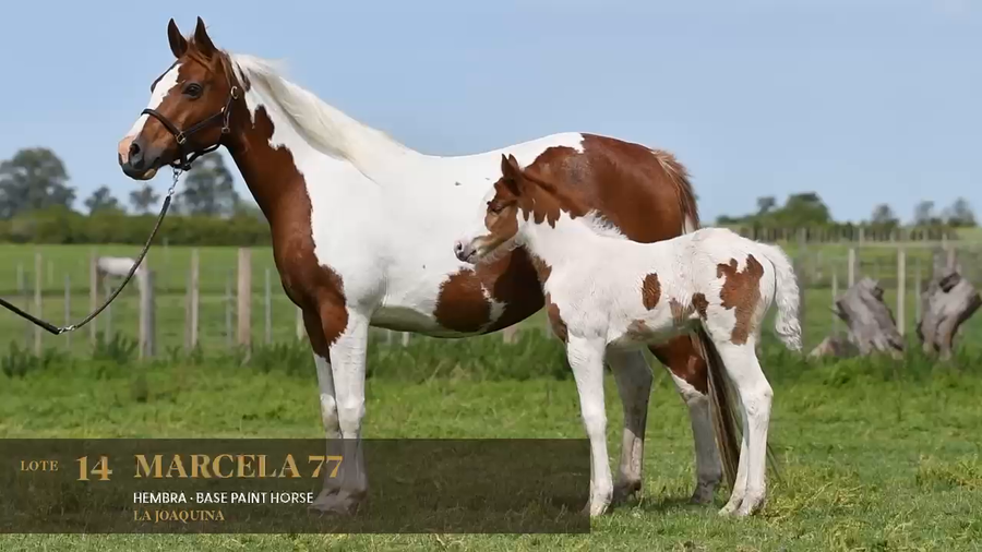 Lote Marcela 77