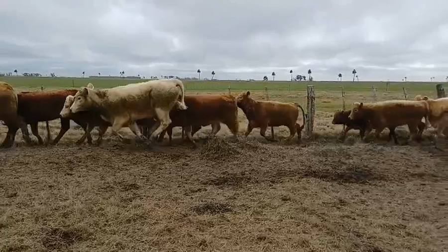 Lote 66 Terneras 9 CH X HE,  1 AA X LI,  56 CH X LI a remate en 5º Remate Pantalla Bachino 240kg -  en ESTERO DE PELOTAS, A 12KM DE RUTA 15, A 65KM DE LASCANO Y A 20KM DE CEBOLLATÍ