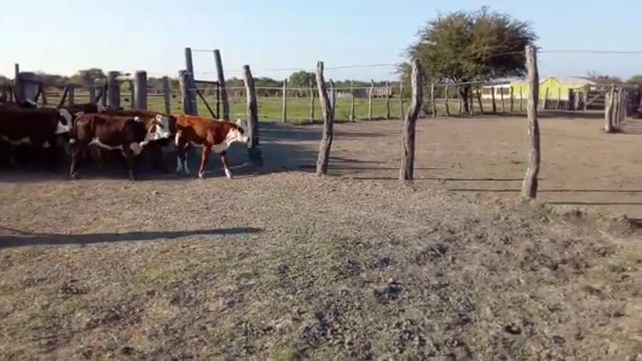 Lote 80 Terneros/as en Corrientes, Sauce