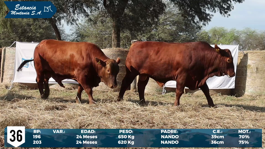Lote LOTE 36