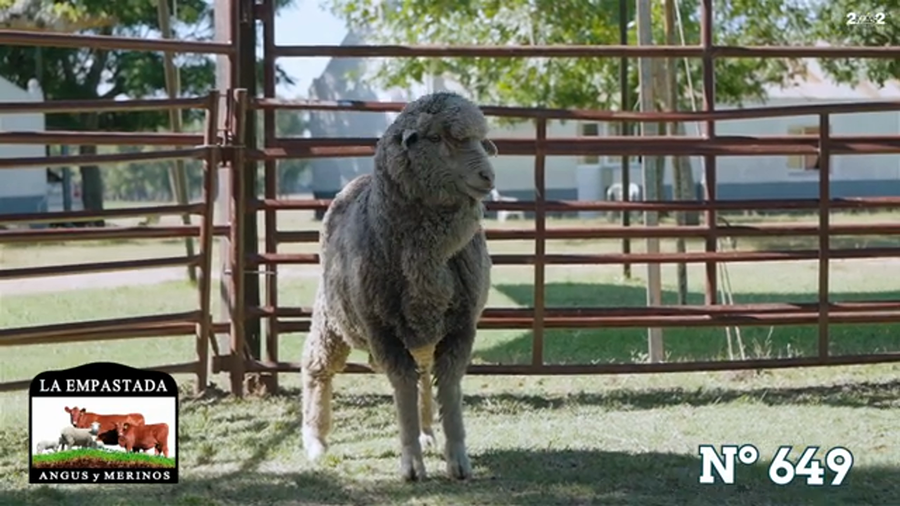 Lote Merino Australiano