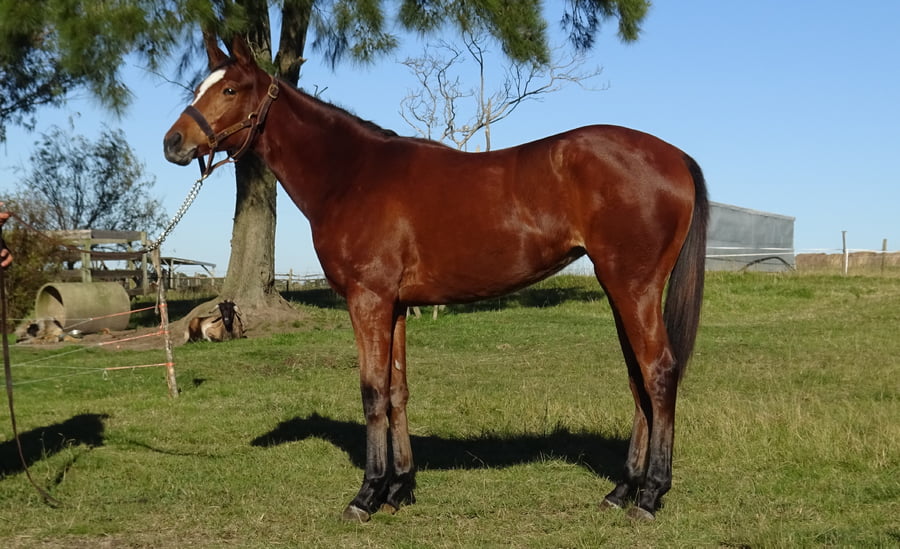 Lote VICTORY BROWN