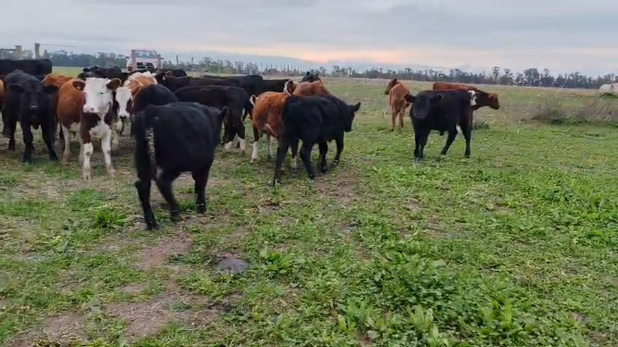 Lote 38 Terneras a remate en Pantalla Especial de Otoño, San José