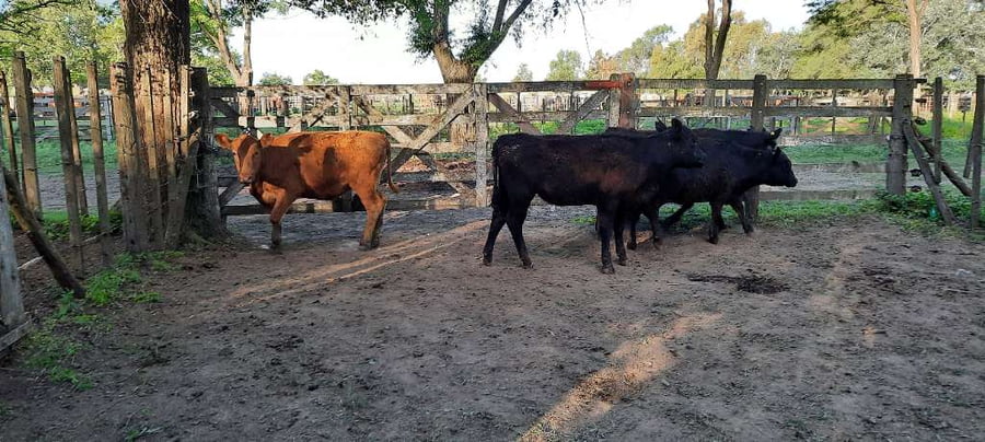 Lote 4 Terneras en Gral. Lamadrid, Buenos Aires