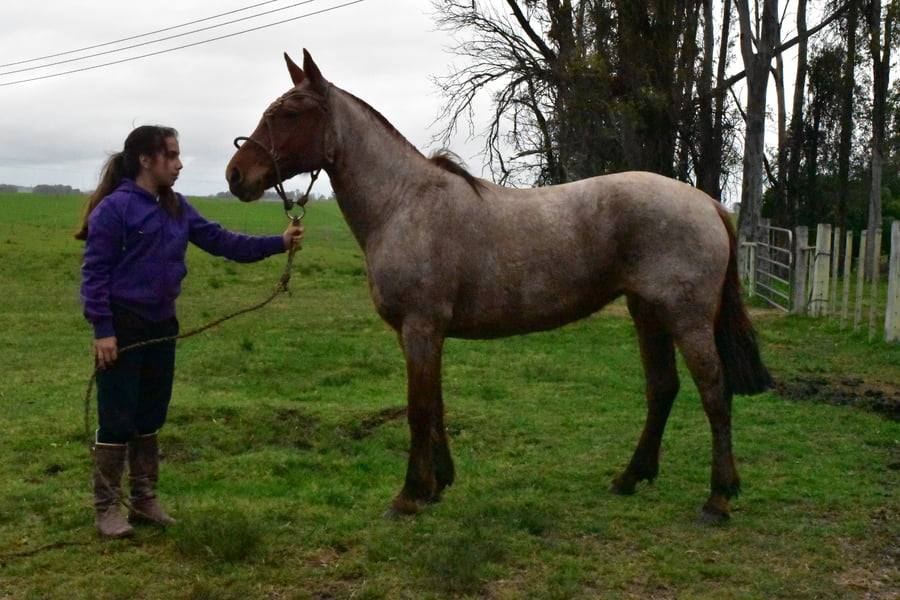 Lote Cabaña "Media Rienda" - RP 40 - SAPUCAY