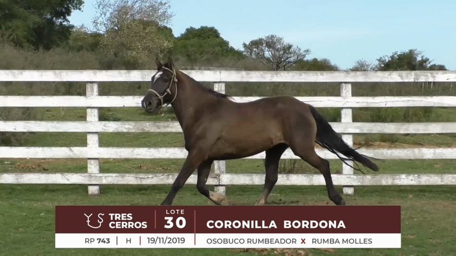 Lote CORONILLA BORDONA