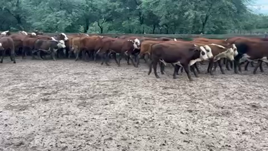 Lote 100 Terneros en J.J. Castelli, Chaco