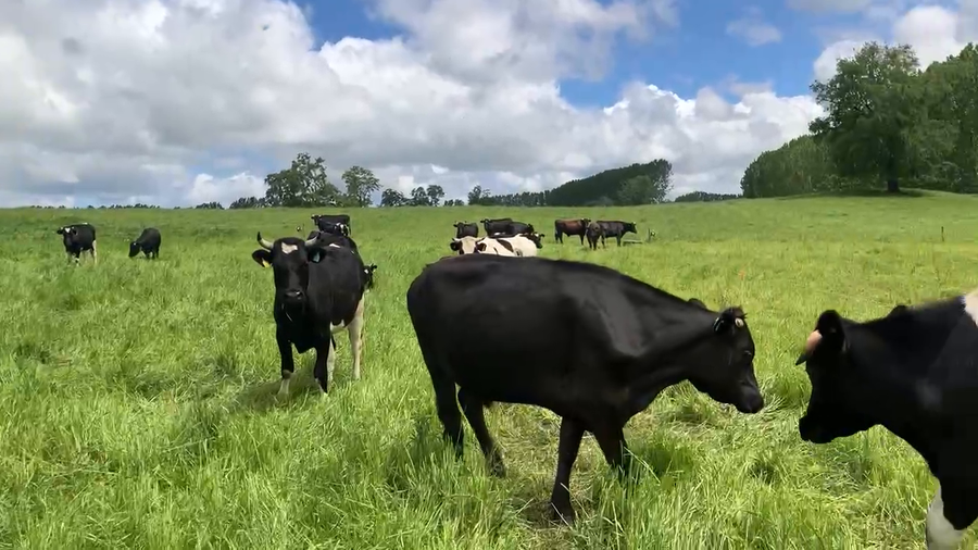 Lote 45 Novillo Gordo en Río Bueno, XIV Región Los Ríos