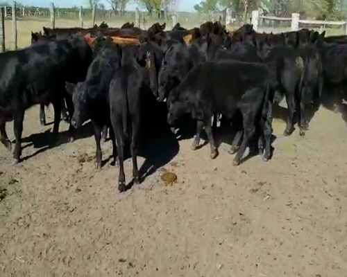 Lote 60 Terneros en Villaguay, Entre Ríos