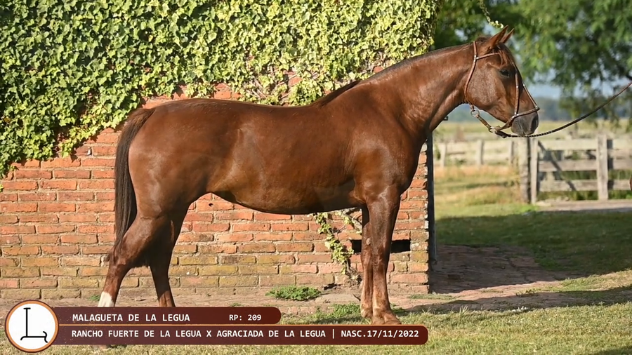 Lote Malagueta de la Legua