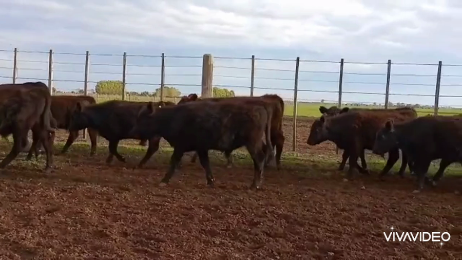 Lote 45 Terneros en La Plata, Buenos Aires