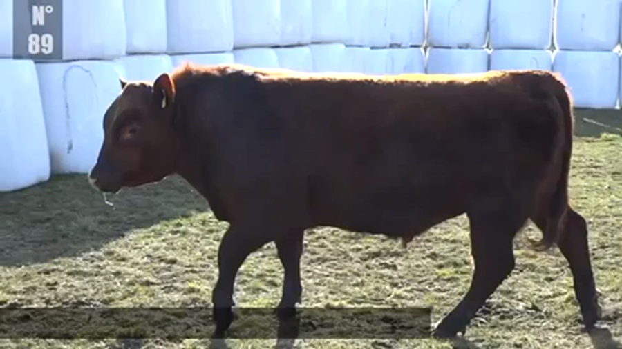 Lote 1 Toro en Coyhaique, XI Región Aysén