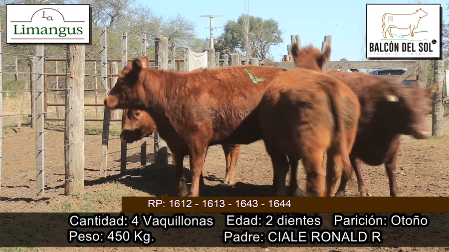 Lote 4 VAQUILLONAS PREÑADAS