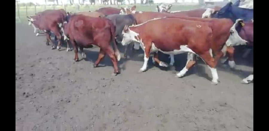 Lote 30 Vacas usadas preñadas en Villaguay, Entre Ríos