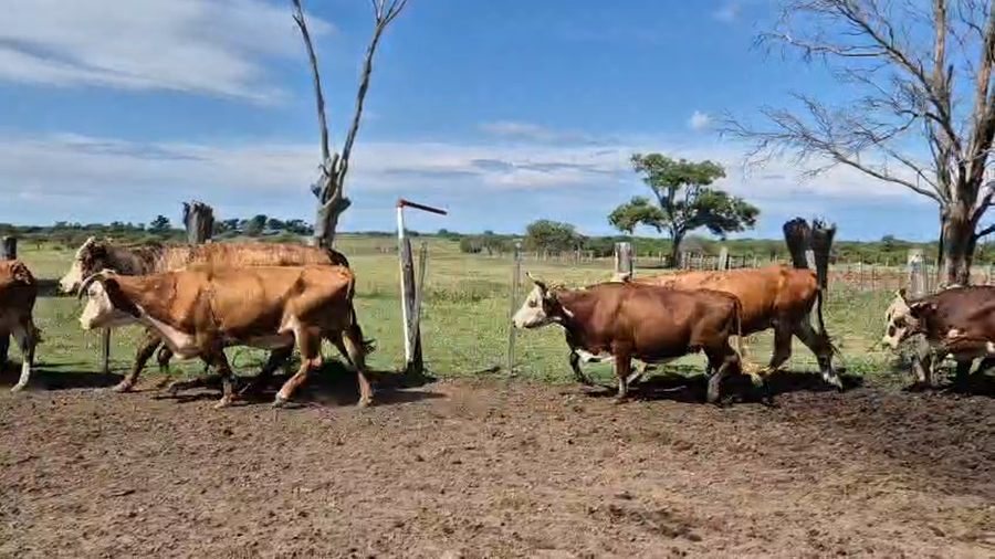 Lote 0 Vacas de invernar en Corrientes, Curuzu Cuatia