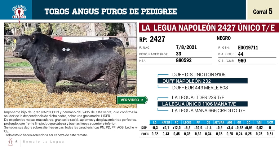 Lote TOROS PP