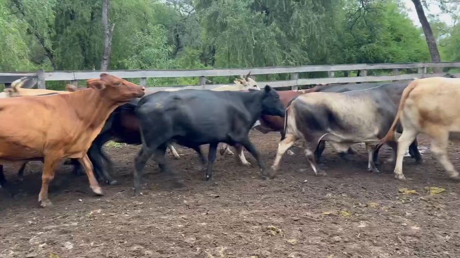 Lote 70 Vacas de invernar en Juan José Castelli, Chaco