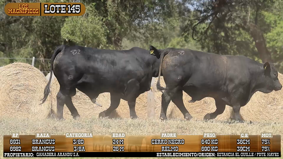 Lote LOTE 145 - VIVO