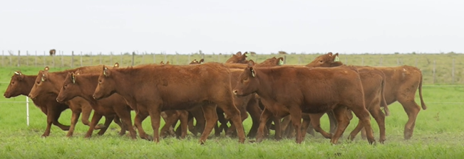 Lote VIENTRES PREÑADOS(CORRAL 46)