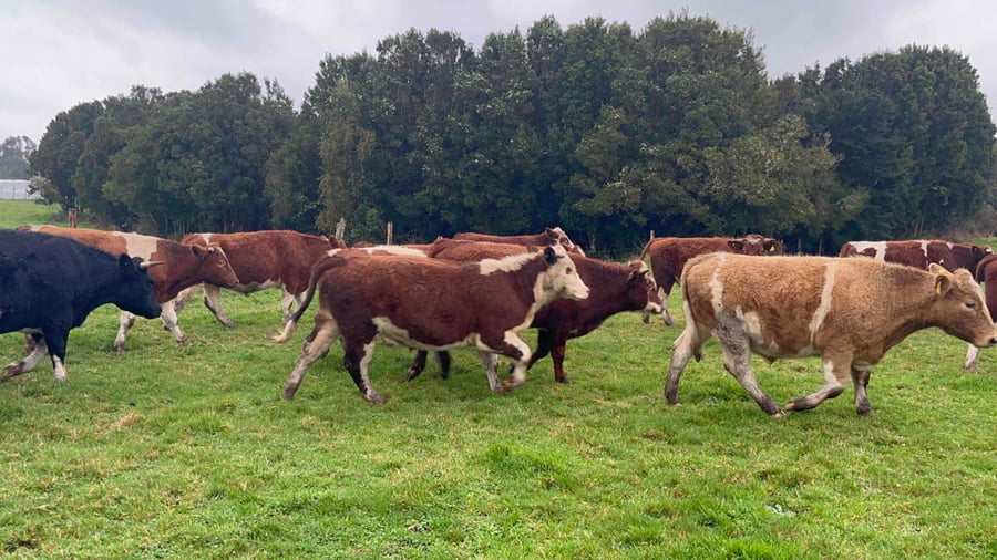 Lote 50 Novillo Engorda en X Región Los Lagos, Ancud