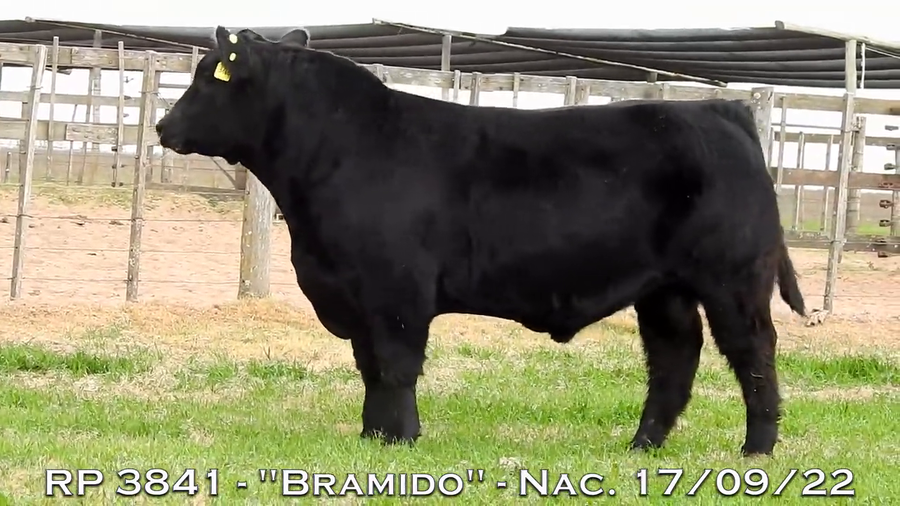 Lote TOROS PUROS DE PEDIGREE