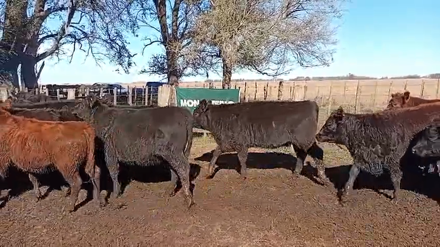 Lote 100 Terneras en 9 de Julio