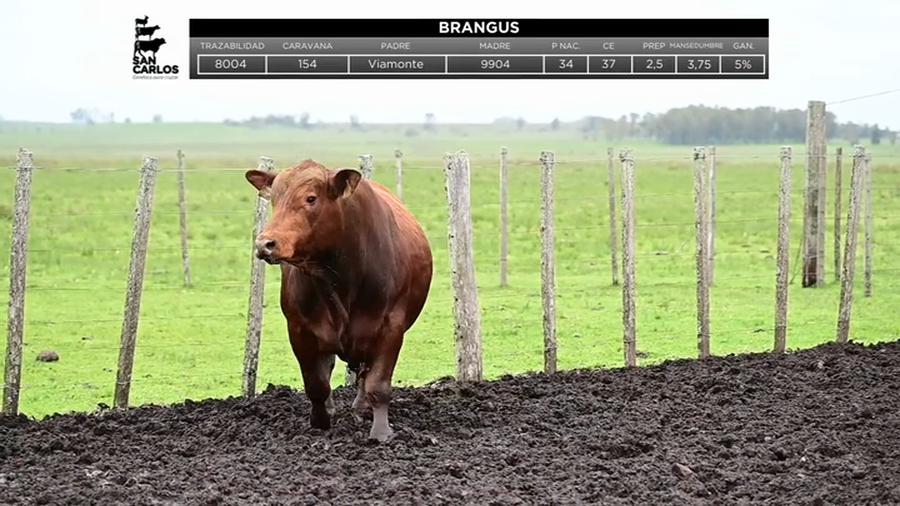 Lote Toros a remate en La Magdalena y San Carlos, Artigas
