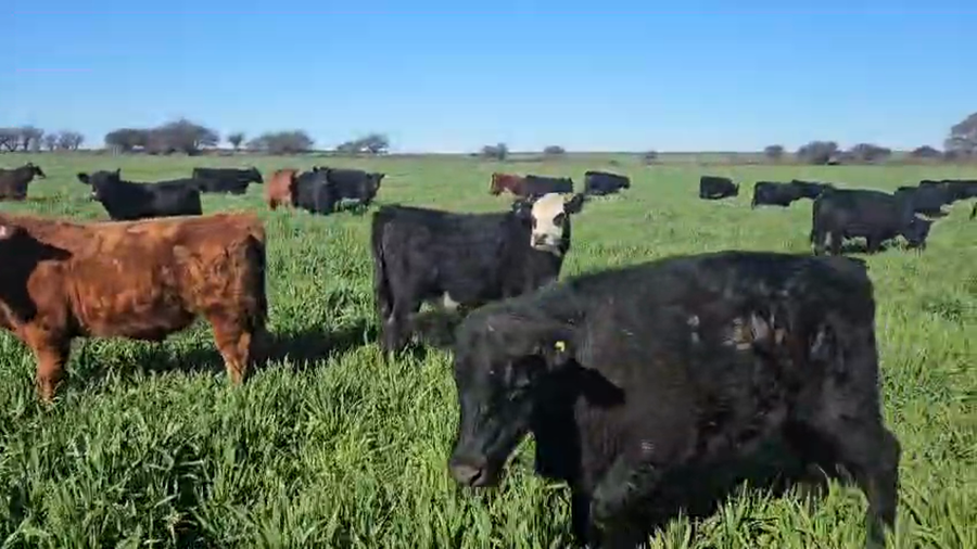 Lote 270 Novillitos a termino