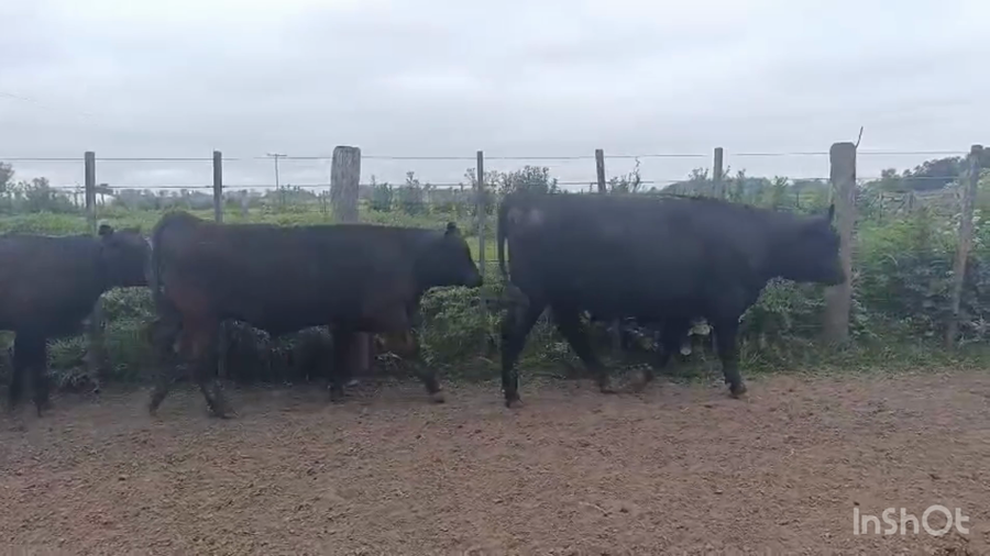 Lote 14 Terneros/as