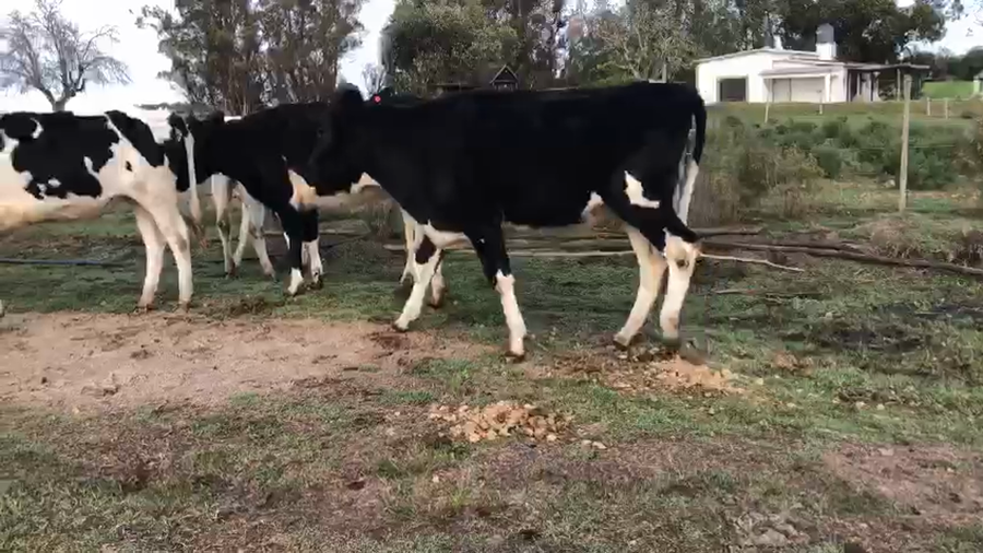 Lote 7 Vaquillonas holando